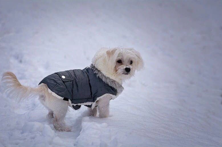 Dog wear sweater