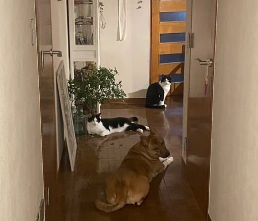 困り顔の保護犬福のファーボ日記 Vol.21｜保護犬と暮らす