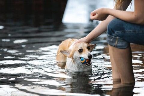 A photo of a woman petting a corgi in a swimming pool