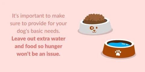 新しいおもちゃを用意しておいてあげて、あなたがいない間夢中になれるようにしてあげるのも良いですね。