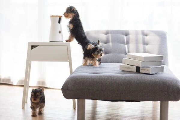 dogs and Furbo Dog Camera