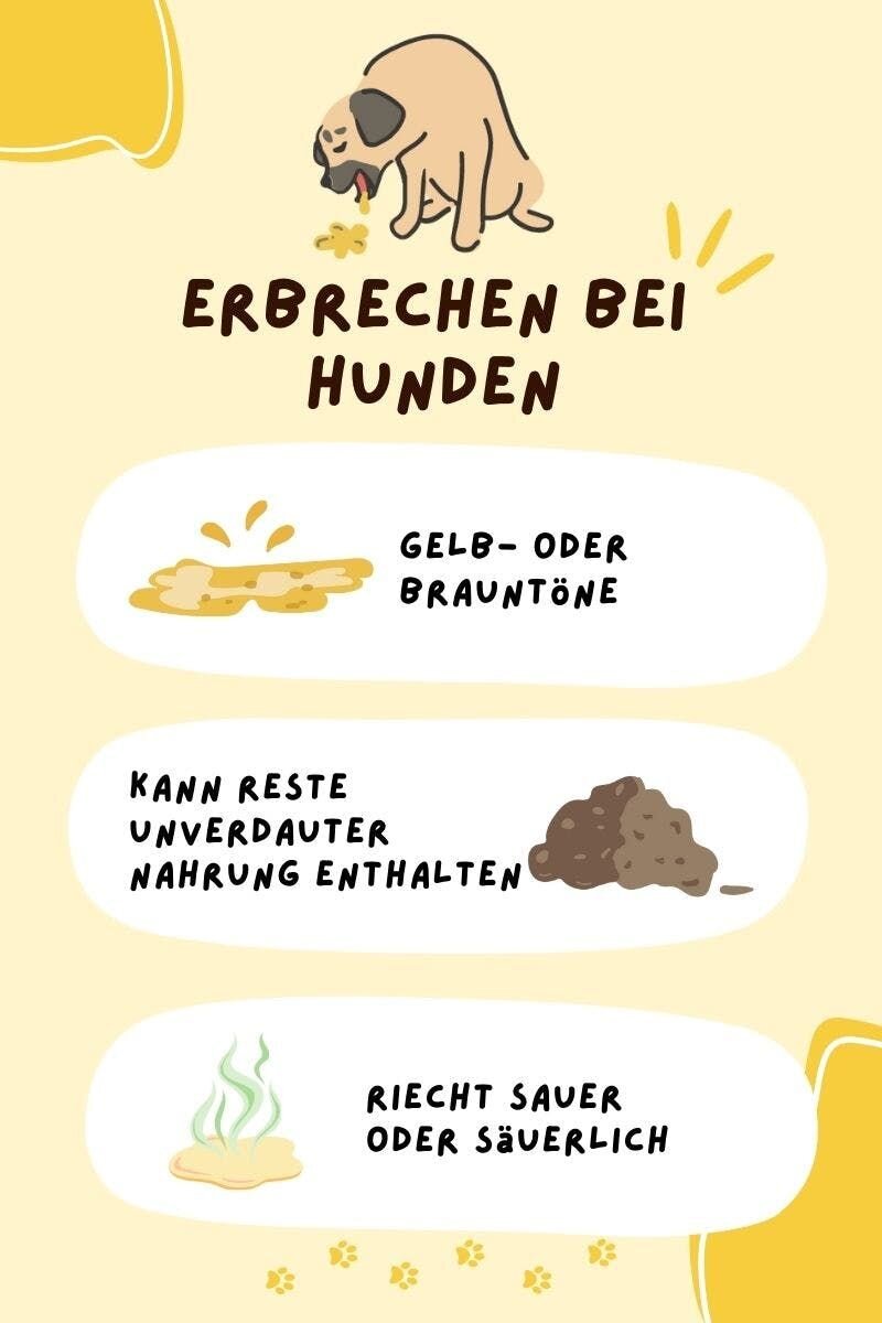 Wenn Sie ein Haus haben, in dem Hunde und Katzen friedlich zusammenleben, müssen Sie die Unterschiede zwischen dem Erbrechen von Hunden und Katzen ...