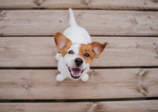 稲野辺獣医師連載Vol.6｜愛犬の健康状態を確認する3つのサイン