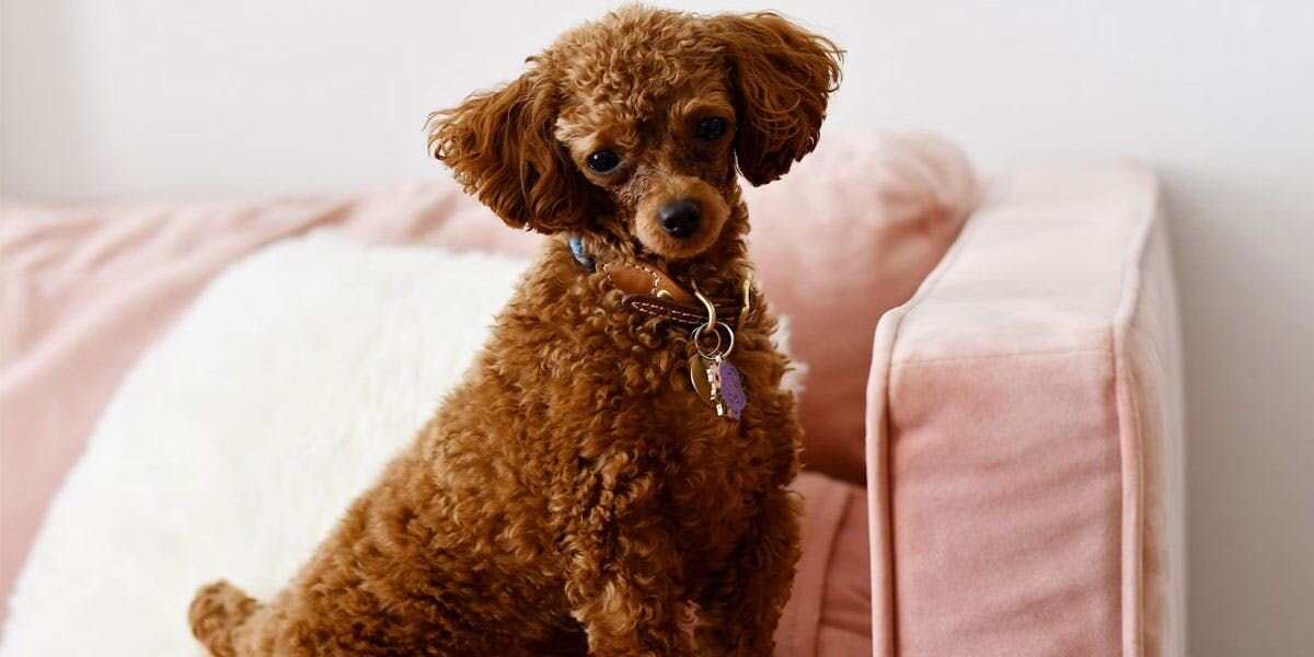 A photo of a brown miniature poodle wearing a collar, sitting on a sofa