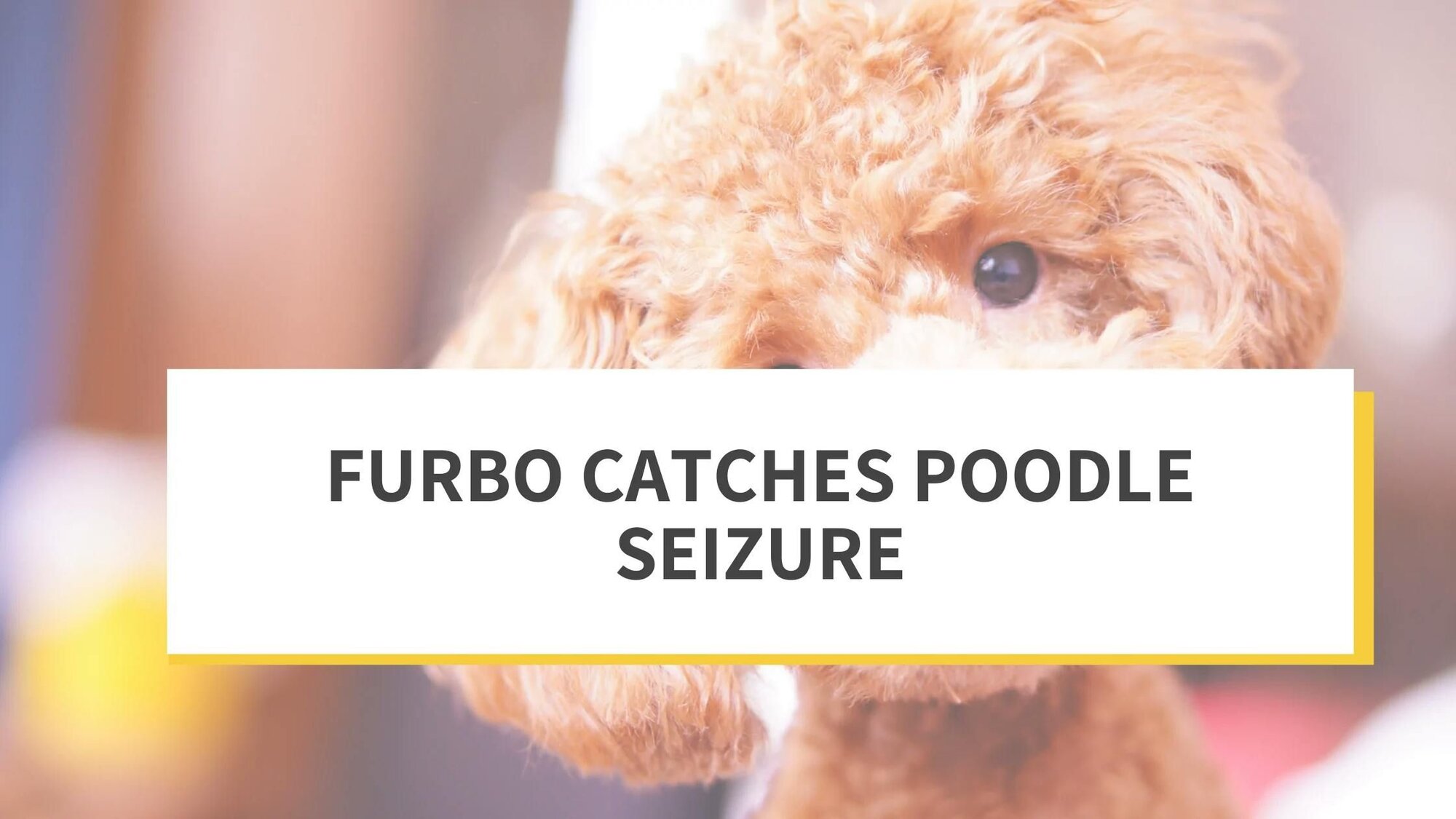 Furbo Catches Poodle Seizure