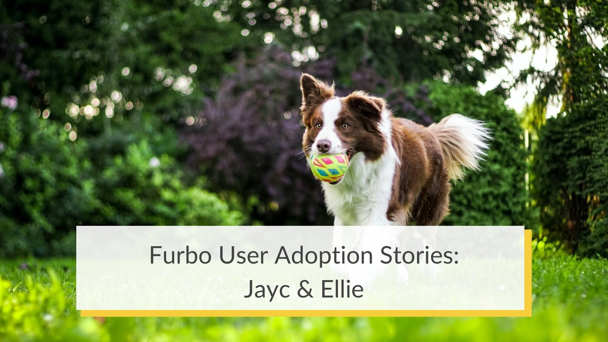Furbo Community Adoption Stories: Ellie