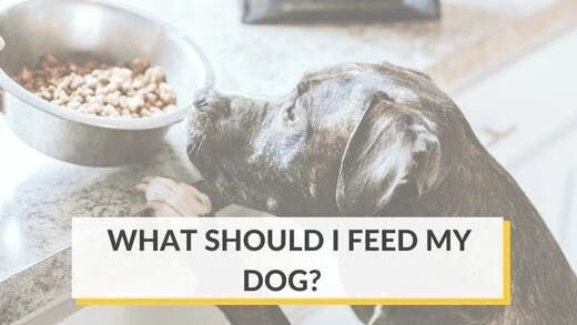 What should I feed my dog? Dry, Cooked, or Raw Diet?