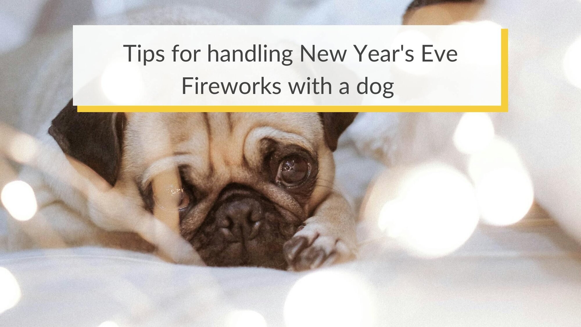 Tips for handling New Year's Eve Fireworks with a dog