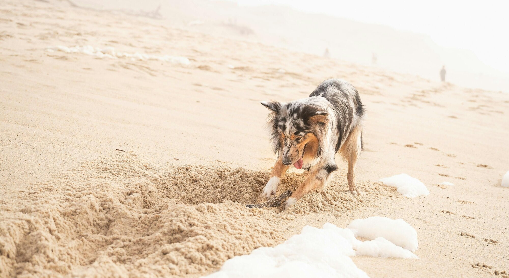 狗狗為什麼要挖土？怎麼改善這種行為？