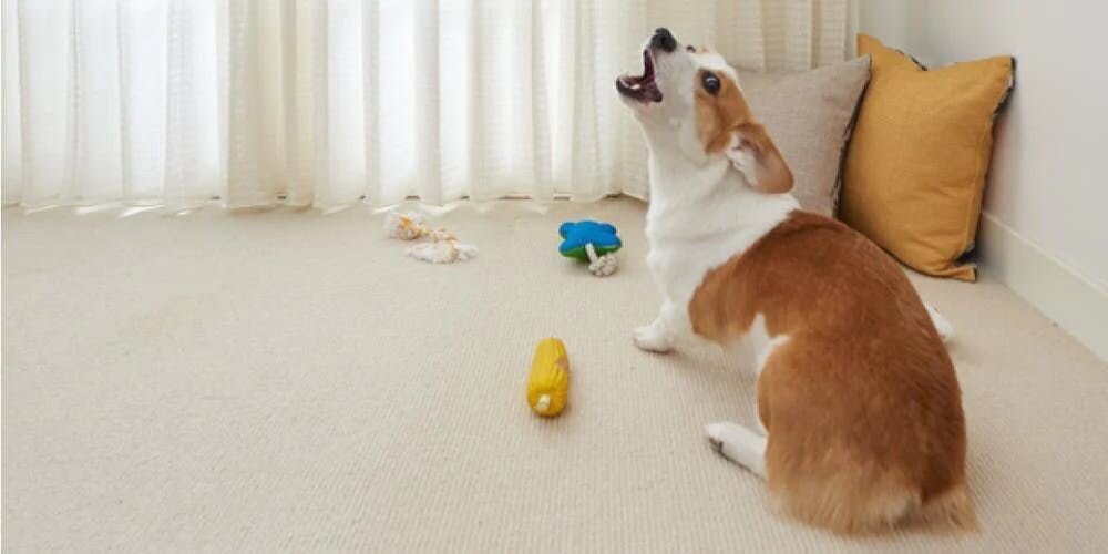 What Sorts of Mischief Is Your Pup Up To At Home?