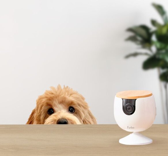 Furbo mini with a dog