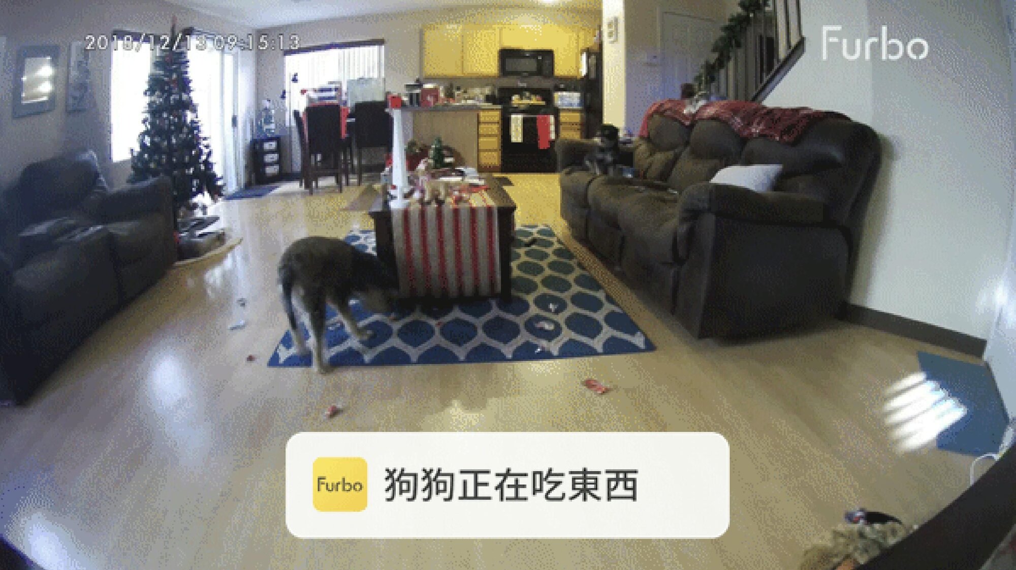 一隻狗狗在吃地上的巧克力