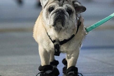 A photo of an elderly pug wearing booties