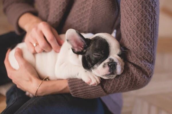 hugging dogs image