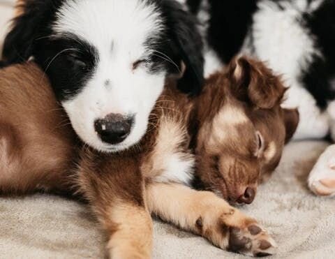 Puppies cuddling