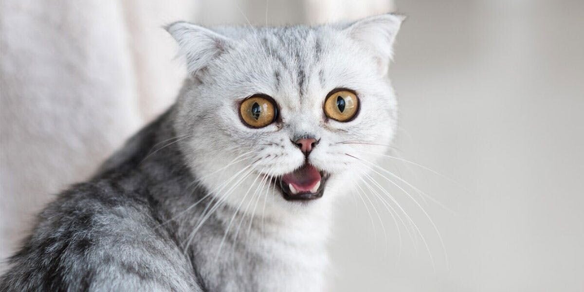 Making Mewsic: What Does Your Cat’s “Meow” Mean?