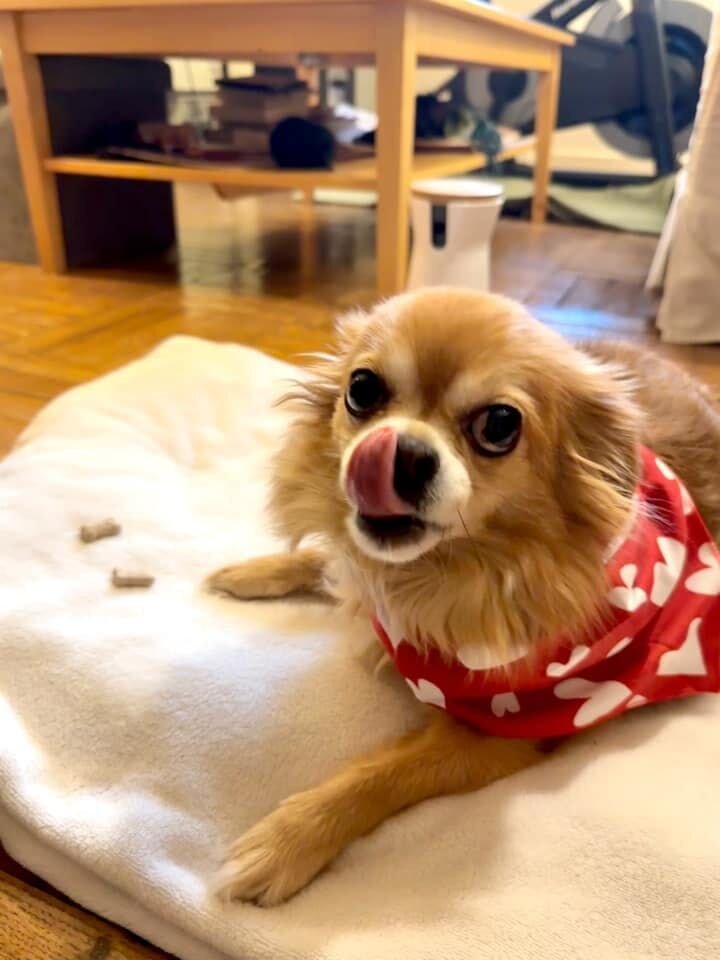 Chihuahua wears heart bandana and eats biscuits | Furbo celebrates Galentine's Day