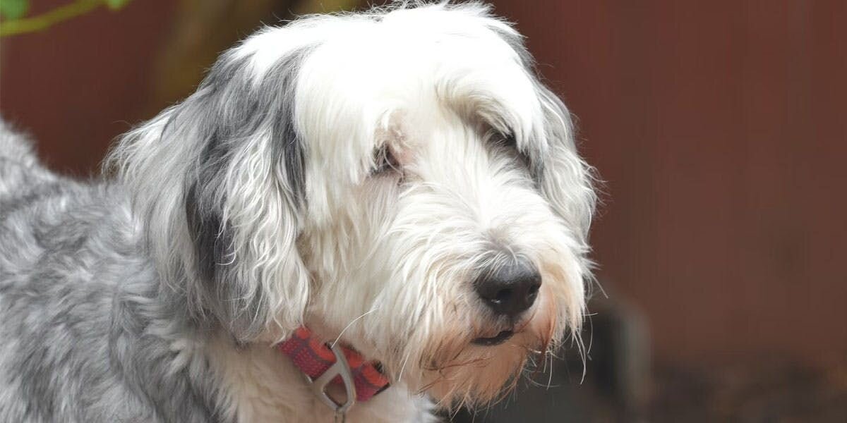 Collar Fiasco Caught on Furbo!