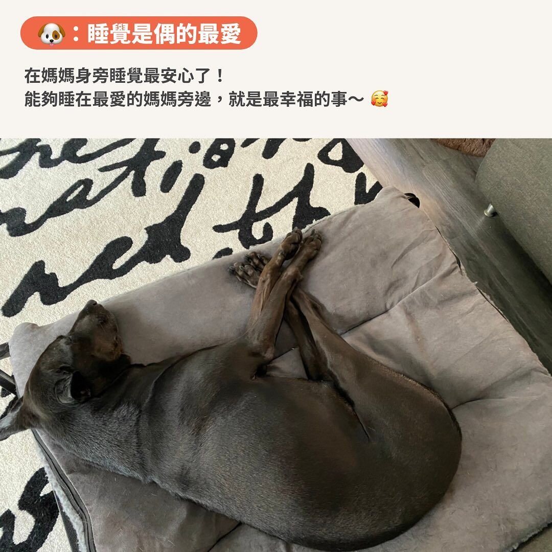 Naomi現在最～喜歡的事，就是在媽媽的一旁呼嚕大睡！看似這麼樸實無華的事情，卻是Naomi最平凡的夢想。