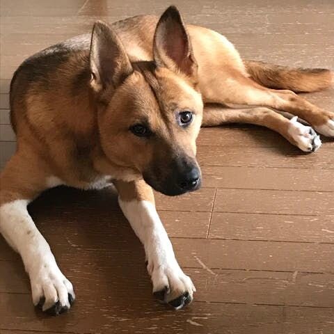 ▲雑種はミステリアス。そのときどきでいろんな表情があられる、それも魅力