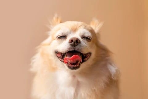 こちらの記事が、その際の一助になれれば幸いです。