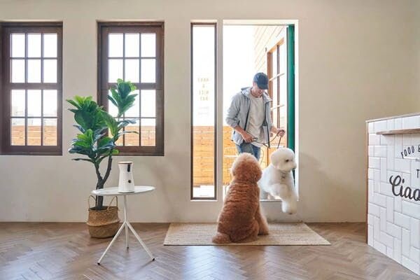 If you know your pup struggles with anxiety or has a medical condition that prevents them from safely being alone overnight, there are other option...