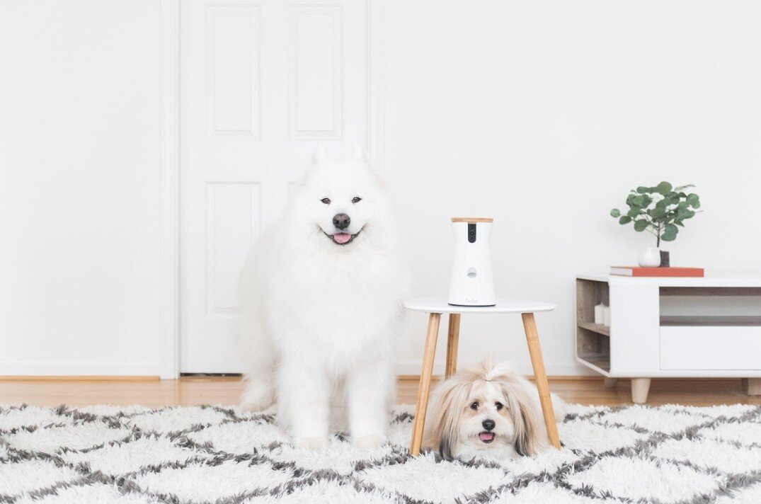Perro blanco y peludo y perro pequeño sobre una alfombra con la cámara Furbo blanca sobre un taburete