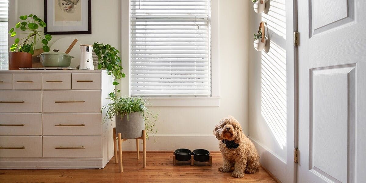 Beyond the Wag: 3 Dog Facts Every New Pawrent Should Know