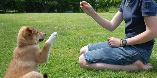 Clicker Training 101: What Is It and How to Do It?