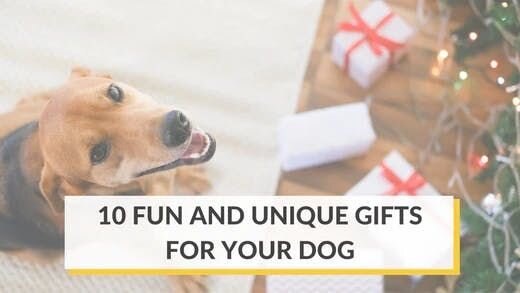 10 Fun and Unique Gifts for Your Dog
