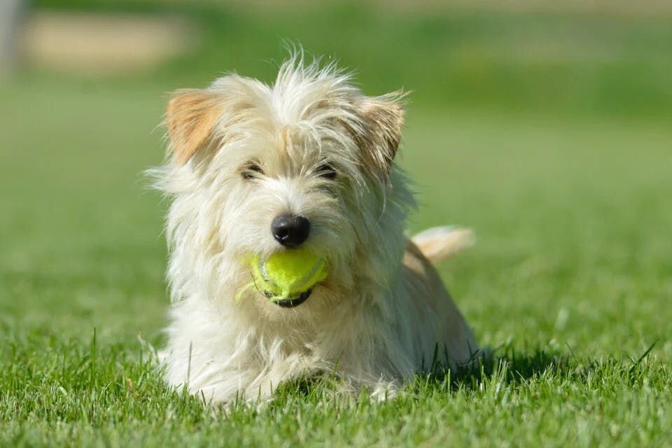 Dog and tennis ball
