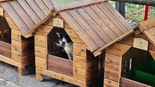 Furbo For Good built cat houses to protect cats from rain and storm