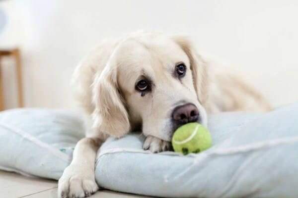 dog with tennis bal