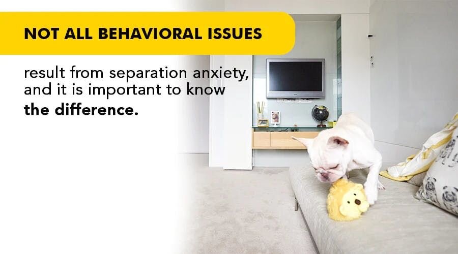 Not all behavioral issues result from separation anxiety