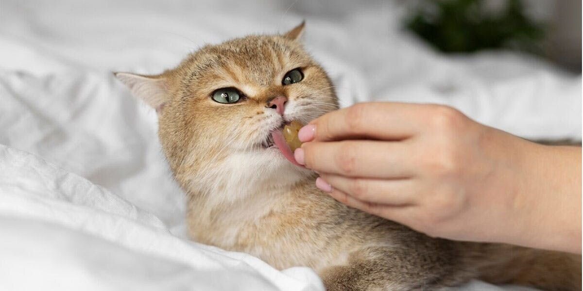 A photo of a cat eating a treat out of a human's hand