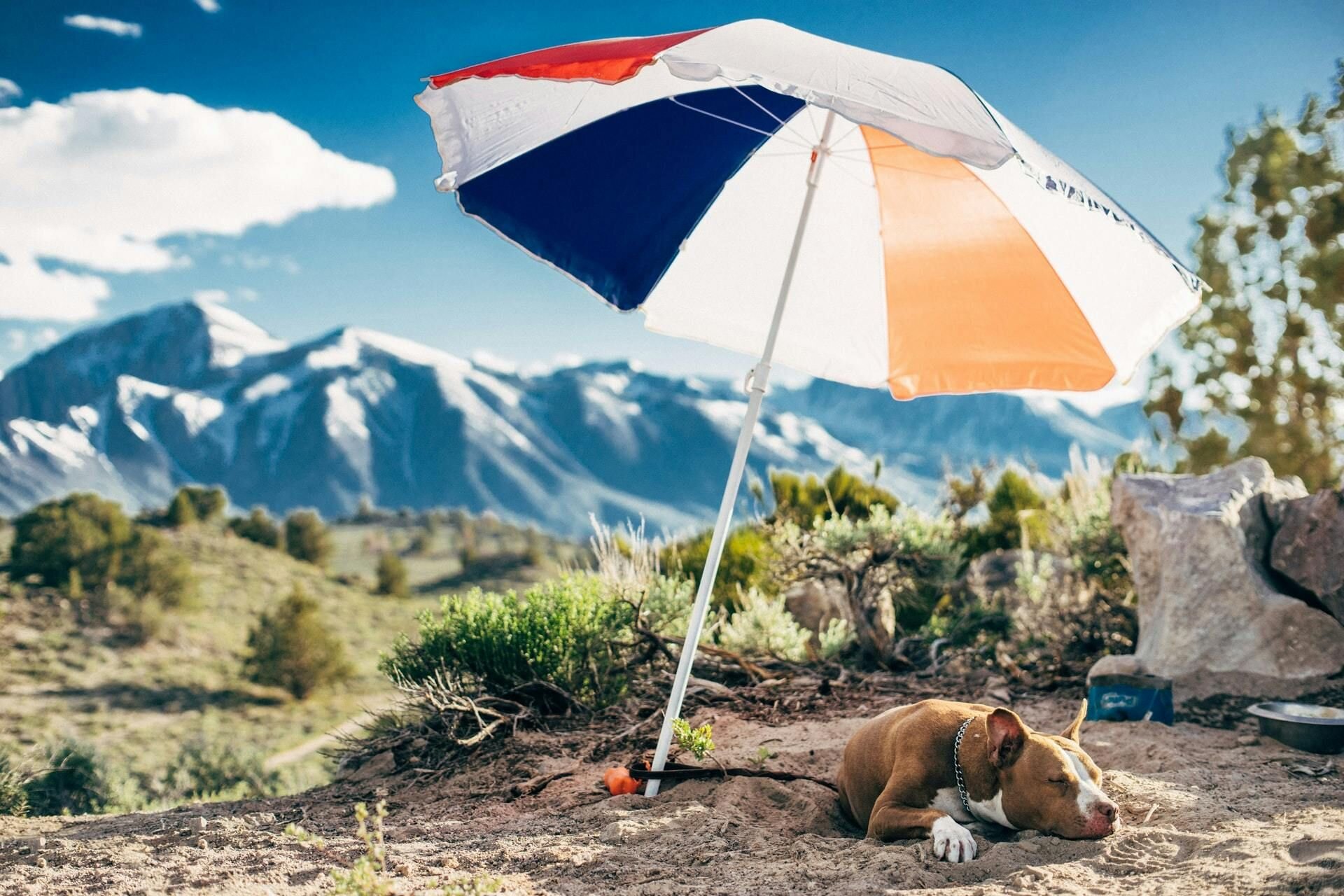 Dog laying under umbrella