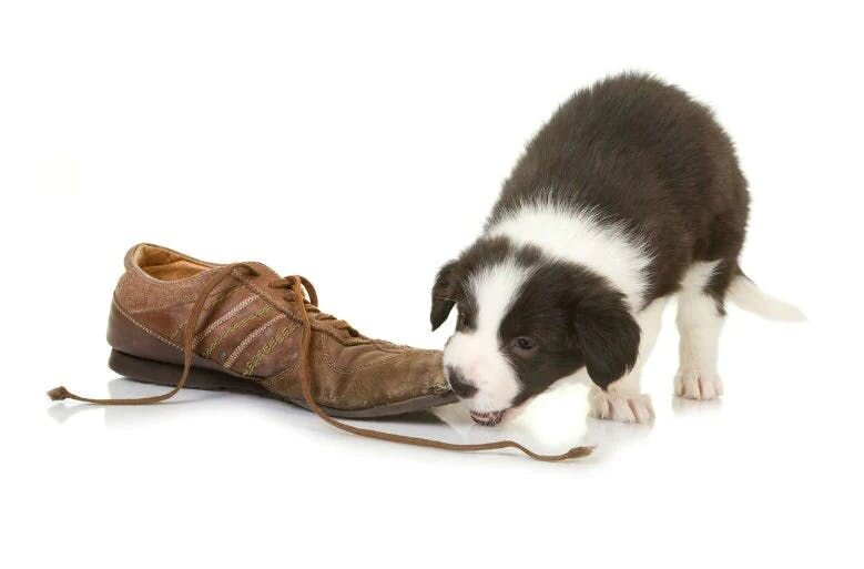 Dog smells your shoe
