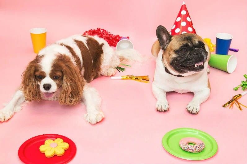 Birthday dogs