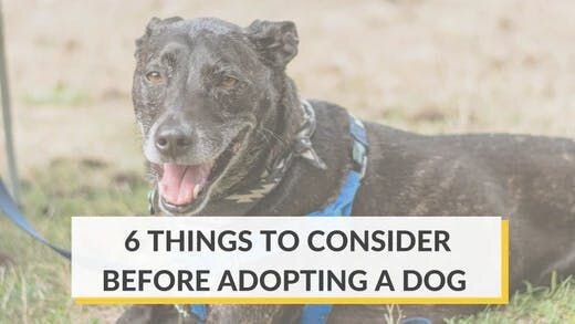 Six Things to Consider Before Adopting a Dog