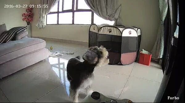 The Miniature Schnauzer barking