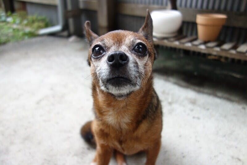 「これだけの機能がついていると、なんだか難しそうだぞ……」と、機械音痴の私はややビビっていましたが、それは程なくして焦りに代わりました。箱を開けても、説明書がないのです。

けれども逆に言えば、説明書がいらないくらいシンプルだということ。《Furbo》を電源とWi-Fiに接続したら、操作はすべ...