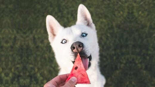 狗狗能吃哪些水果？會中毒嗎？