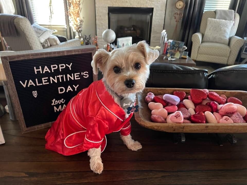 Dog in robe in front of Valentine's Day sign | Furbo celebrates Galentine's Day 