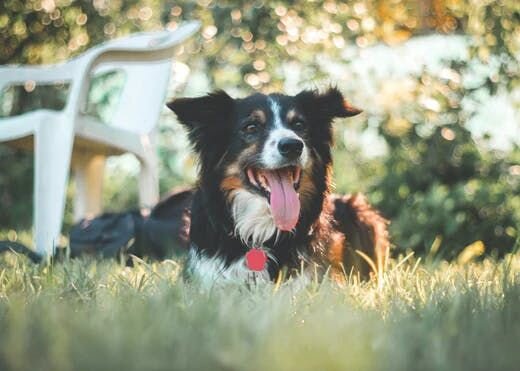 稲野辺獣医師連載Vol.10｜犬の熱中症。なりやすい状況と対策法