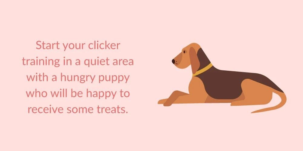Start your clicker training in a quiet area with a hungry puppy who will be happy to receive some treats