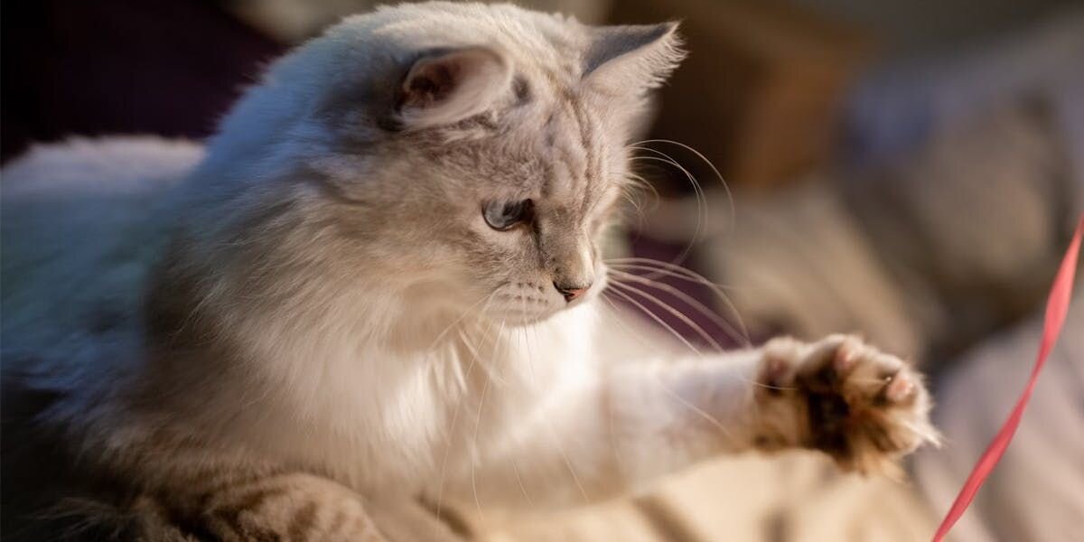 White fluffy cat playing with a pink ribbon