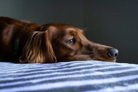 Dog on bed