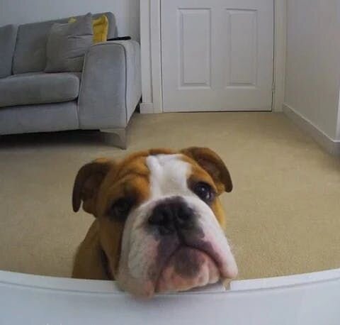 良い子でお留守番しているご褒美にファーボからおやつをあげれば、愛犬も大喜び！