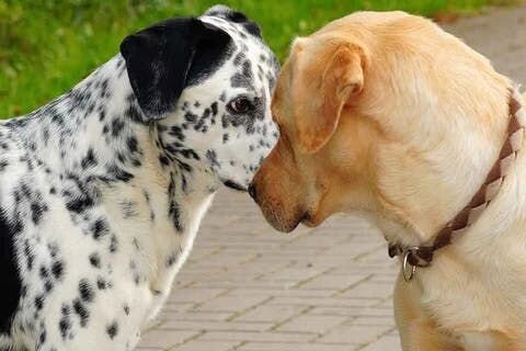 4. 他のワンちゃんや動物への接し方