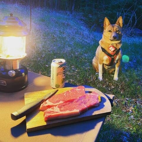 そして、ついにハニオ日記が完成しました！ 最初に石田ゆり子さんに「本をつくりませんか？」とお話ししてから、たぶん5年近い歳月が経ちました。書籍化を断られ続けながらも、「もしも出版してもいいと思う時がきたら、お願いしますね」と言う、いつかのゆり子さんの言葉を胸に、密かに希望を持ちづけていたハニオ...